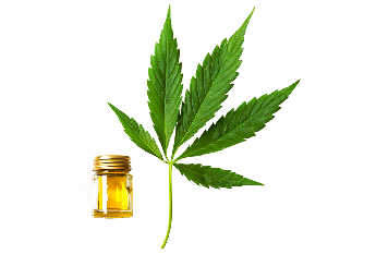 olej z nasion konopi w składzie Cannabis oil